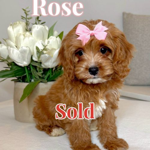 Rose - F Cavapoo Puppy - BPPP - Forever Home in Jupiter- FL