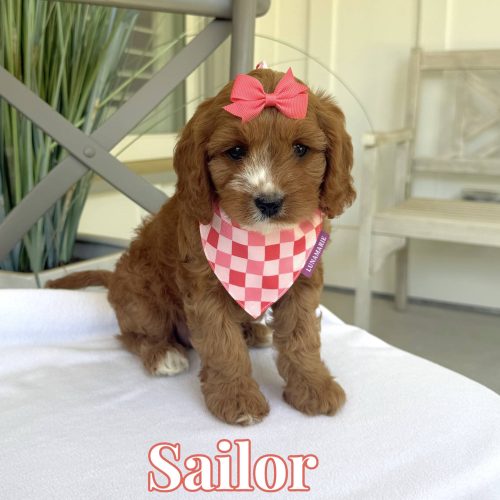 Sailor - Toy Cavapoo - Litter --