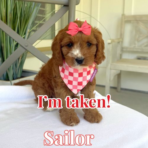 Sailor - Toy Cavapoo - Litter --_Forever Home inPoway- CA
