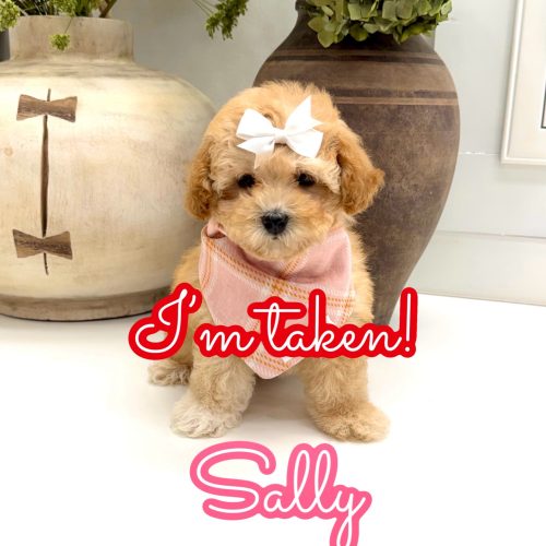 Sally - F Maltipoo Puppy - Litter --_Forever Home in Monroe GA