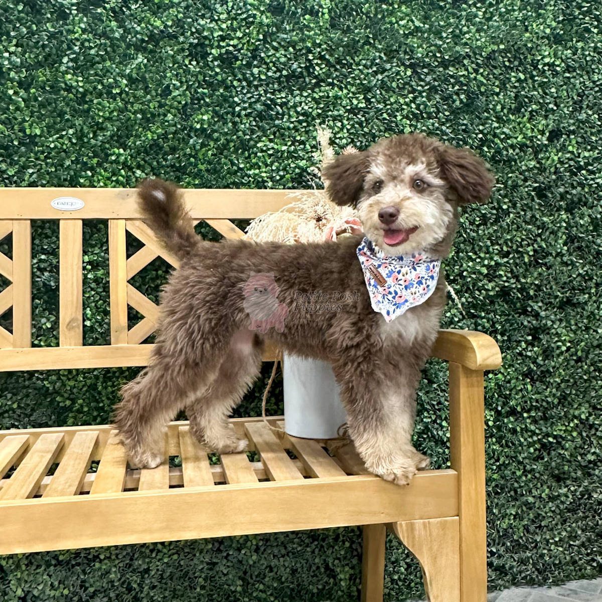 Sandy CKC Chocolate Tri colored F1B Mini Bernedoodle Petite Posh Puppies