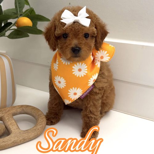 Sandy - FBB Toy Goldendoodle Puppy - BPPP Litter --_