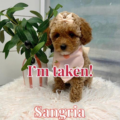 Sangria - Toy Mini Goldendoodle Puppy - PPP Litter --_Forever Home in Fayetteville- GA