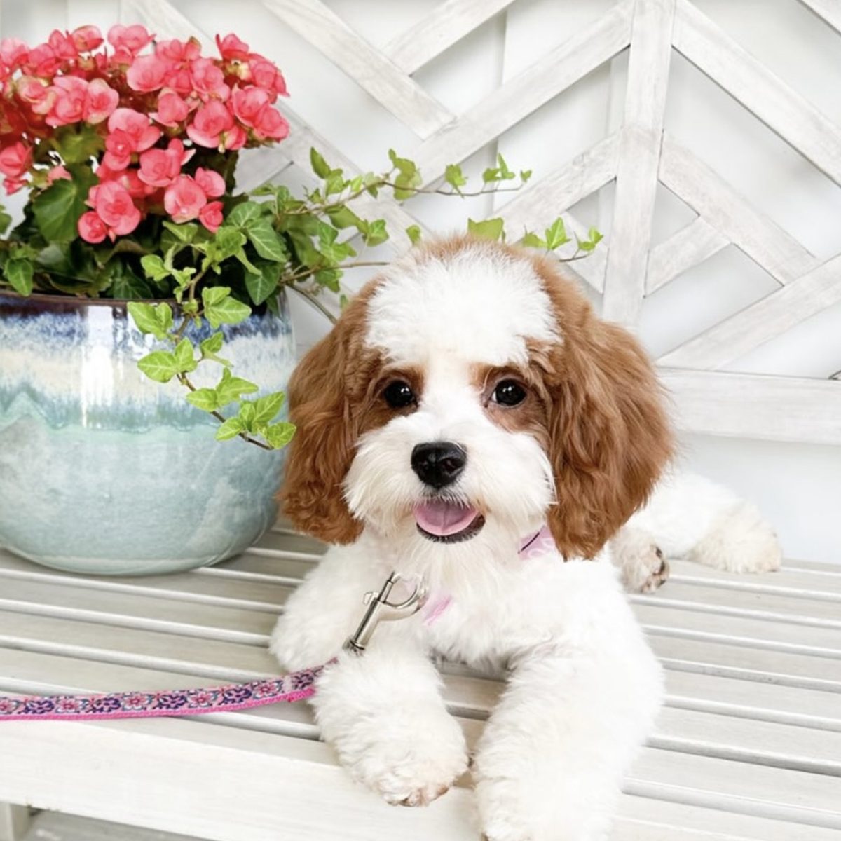 Savannah - Blenheim CKC F1 Cavapoo Mom - Petite Posh Puppies Atlanta GA