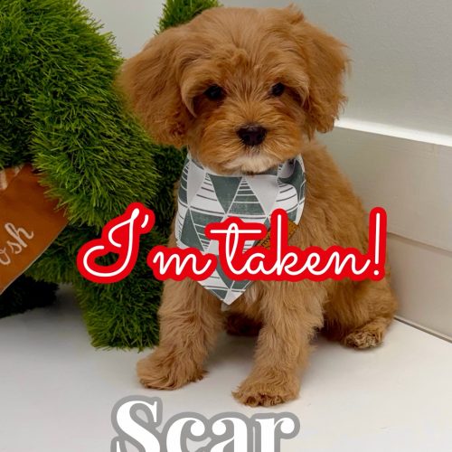 Scar - FB Cavapoo Puppy - BPPP Litter -- - Forever Home in Memphis- TN
