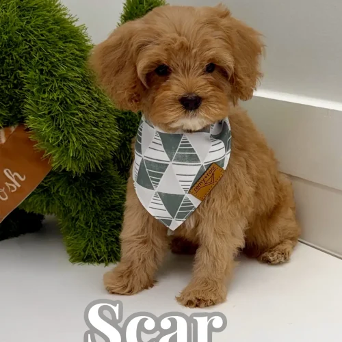 Scar - FB Cavapoo Puppy - BPPP Litter --_
