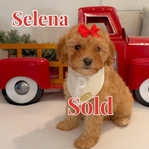 Selena - Female FB Cavapoo - BPPP - Forever Home in Cumming- GA