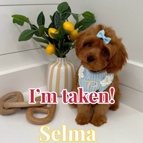 Selma - F Cavapoo - BPPP Litter --_Forever Home in Washington DC