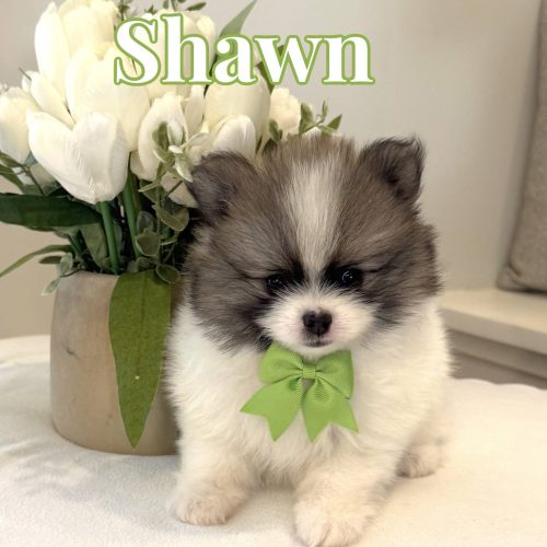 Shawn - AKC Pomeranian_