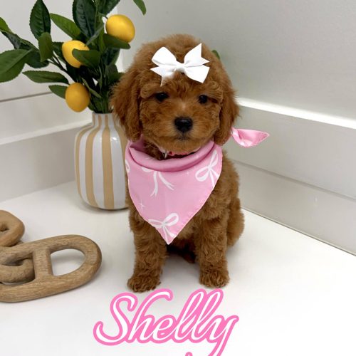 Shelly - FBB Toy Goldendoodle Puppy - BPPP Litter --_