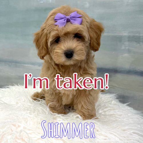 Shimmer - F Maltipoo Puppy - BPPP Litter --_Forever Home in New York- NY