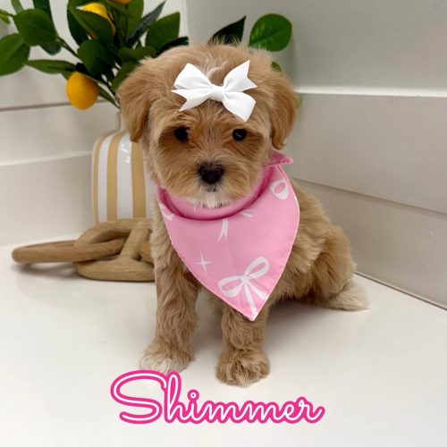 Shimmer - F Maltipoo Puppy - Litter --_