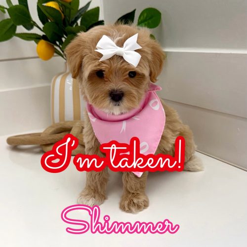 Shimmer - F Maltipoo Puppy - Litter --_Forever Home in East Dublin- GA