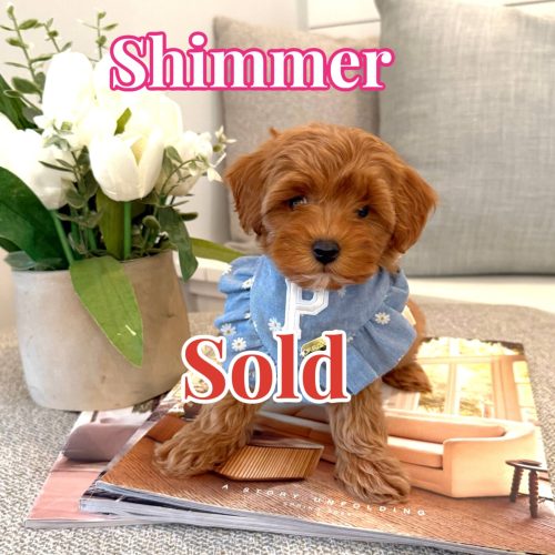 Shimmer - Teddy Bear Red Female FB Tiny Toy Maltipoo - BPPP - Forever Home in Clovis- CA