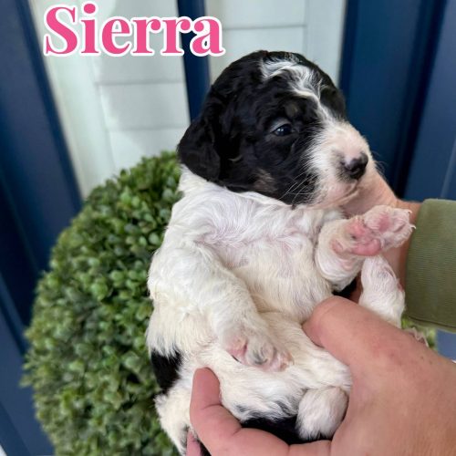 Sierra - Parti Colored Female CKC FB Mini Bernedoodle