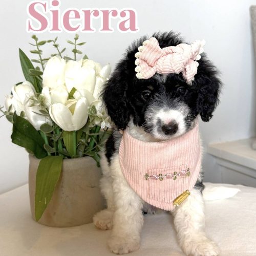 Sierra - Parti Colored Female CKC FB Mini Bernedoodle_