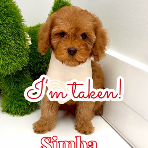 Simba - FB Cavapoo Puppy - BPPP Litter -- - Forever Home in Liberia- Costa Rica