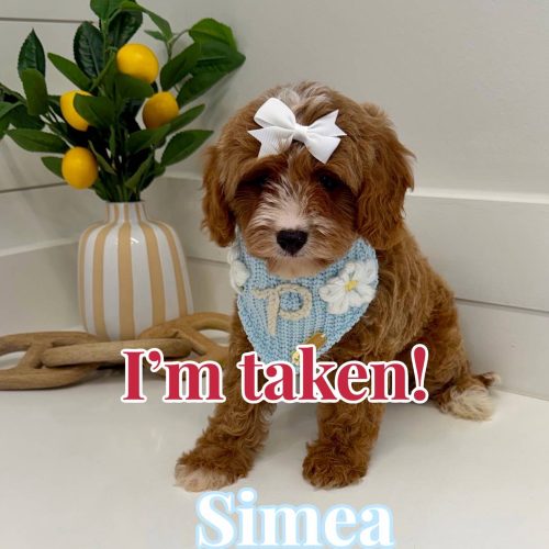 Simea - F Cavapoo Puppy - BPPP Litter --_Forever Home in Isle of Palms- SC