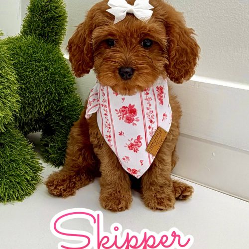 Skipper - F Cavapoo Puppy - BPPP Litter --_