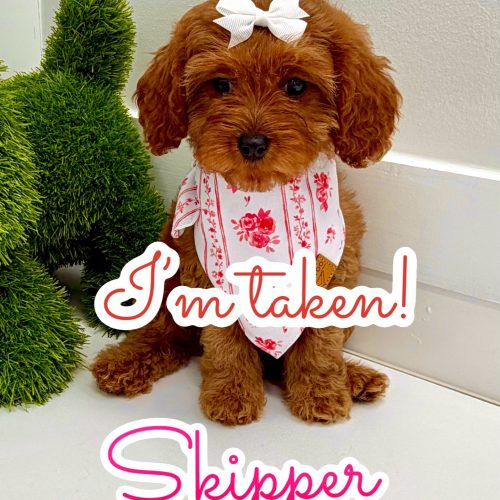 Skipper - F Cavapoo Puppy - BPPP Litter --_Forever Home in Delray Beach- FL