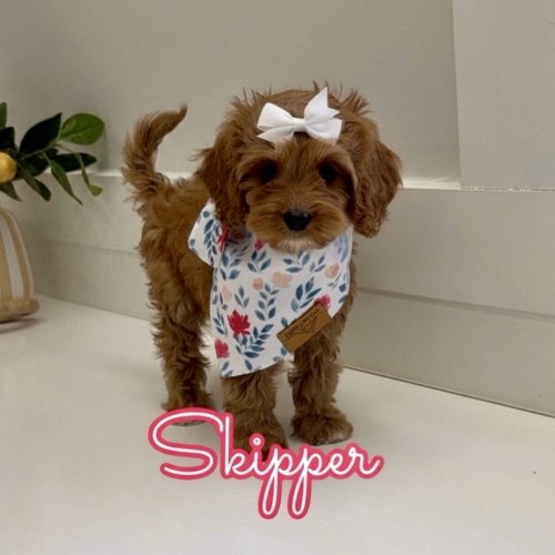 Skipper - F Cavapoo Puppy - Litter --_