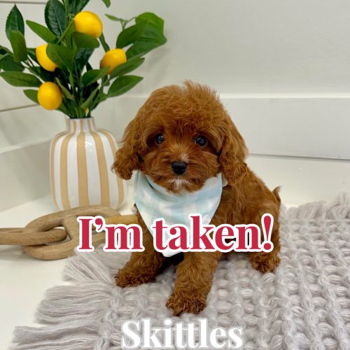 Skittles - F Cavapoo Puppy - BPPP Litter --_Forever Home in Austin- TX