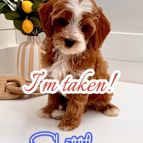 Skittles - FB Cavapoo Puppy - BPPP Litter -- - Forever Home in Johns Creek- GA