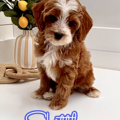 Skittles - FB Cavapoo Puppy - BPPP Litter --