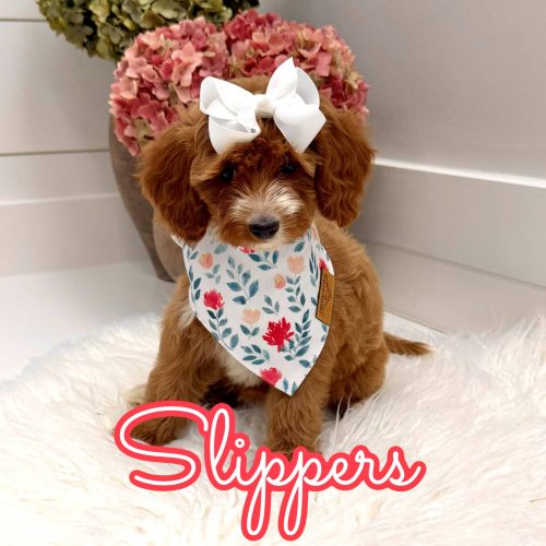 Slippers - FBB Cavapoo Puppy - Litter --_