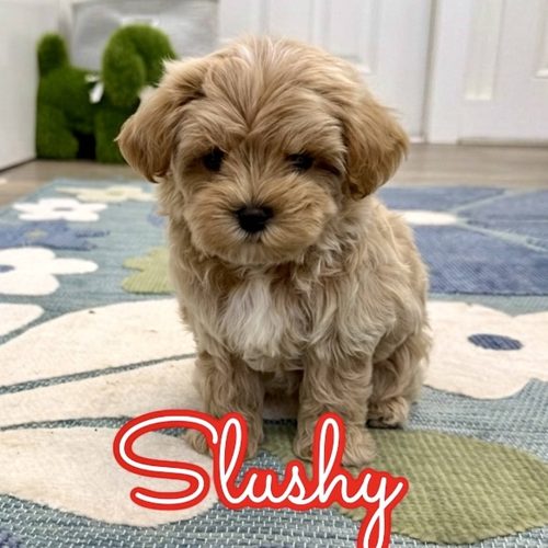 Slushy - F Maltipoo Puppy - Litter --