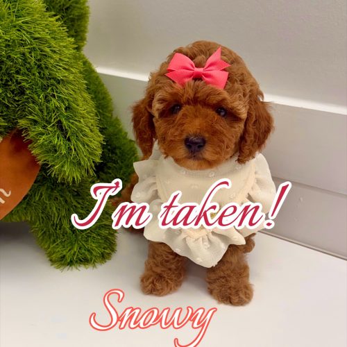 Snowy - CKC FBB Toy Micro Goldendoodle Puppy - -- Litter_Forever Home in San Francisco- CA