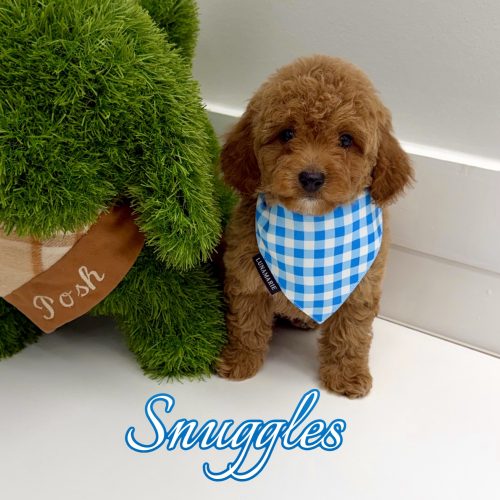 Snuggles - CKC FBB Toy Micro Goldendoodle Puppy - -- Litter
