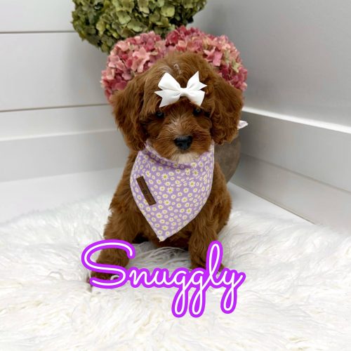 Snuggly - FBB Cavapoo Puppy - Litter --_