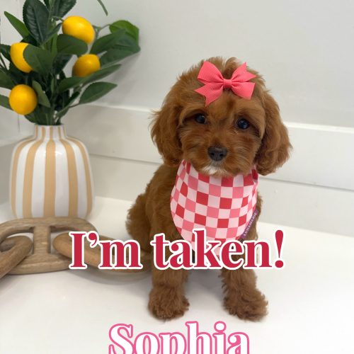 Sophia - F Cavapoo Puppy - BPPP Litter --_Forever Home in Miami- FL