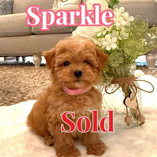 Sparkle - Apricot Female FB Tiny Toy Maltipoo - BPPP - Forever Home in El Paso- TX