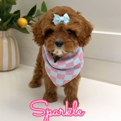 Sparkle - F Cavapoo Puppy - Litter --_