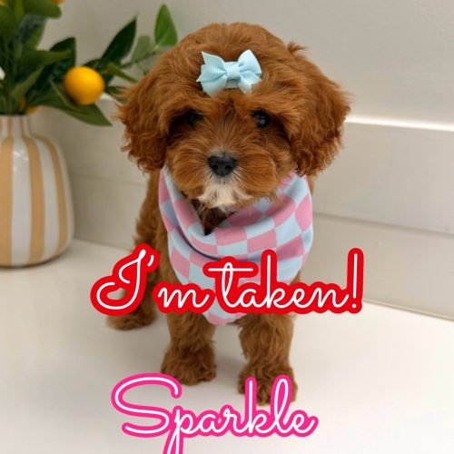 Sparkle - F Cavapoo Puppy - Litter --_Forever Home in Overland Park- KS