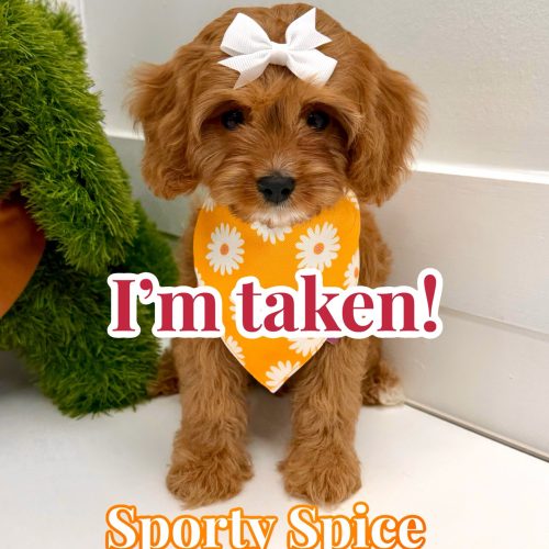 Sporty Spice - F Cavapoo Puppy - BPPP Litter -- - Forever Home in Fleming Island- FL