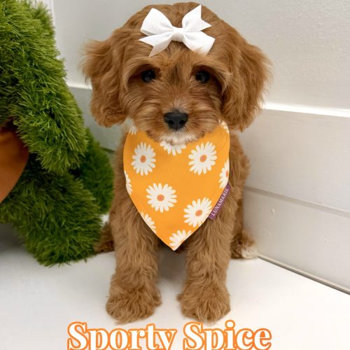Sporty Spice - F Cavapoo Puppy - BPPP Litter --_