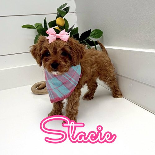 Stacie - F Cavapoo Puppy - Litter --_