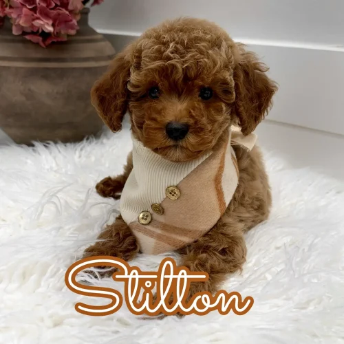 Stilton - FBB Toy Goldendoodle Puppy - Litter --_