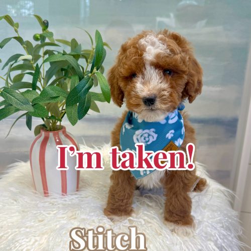 Stitch - FBB Cavapoo Puppy - BPPP Litter -- - Forever Home in Cranston- RI