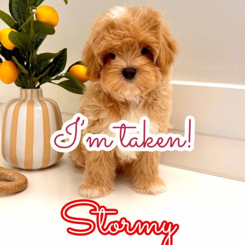 Stormy - FB Maltipoo Puppy - BPPP Litter -- - Forever Home in Andover- MA