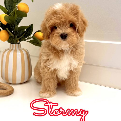 Stormy - FB Maltipoo Puppy - BPPP Litter --_