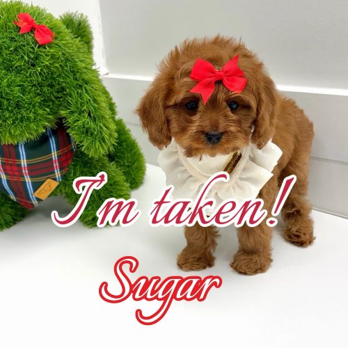 Sugar - F Cavapoo Puppy - BPPP Litter --_Forever Home in Brookhaven- GA