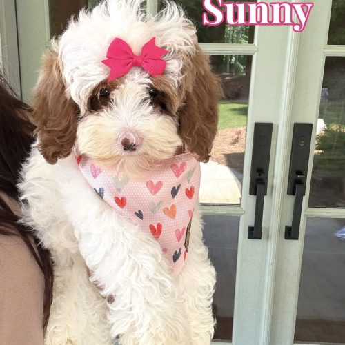 Sunny - FB Cavapoo Puppy - BPPP Litter --__