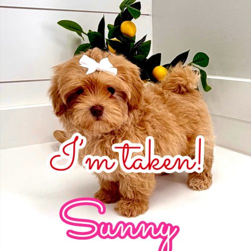 Sunny - FB Maltipoo Puppy - BPPP Litter --