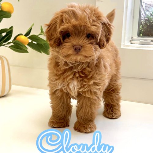Sunny - FB Maltipoo Puppy - BPPP Litter --_