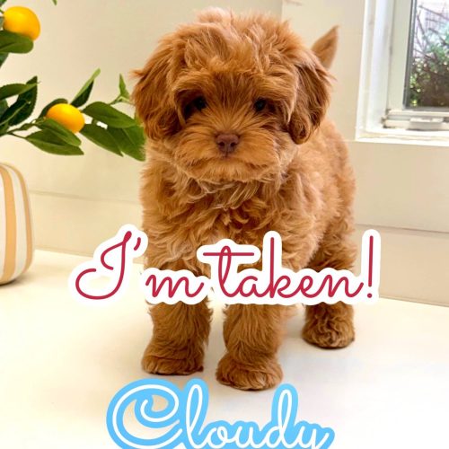 Sunny - FB Maltipoo Puppy - BPPP Litter --_New York- NY