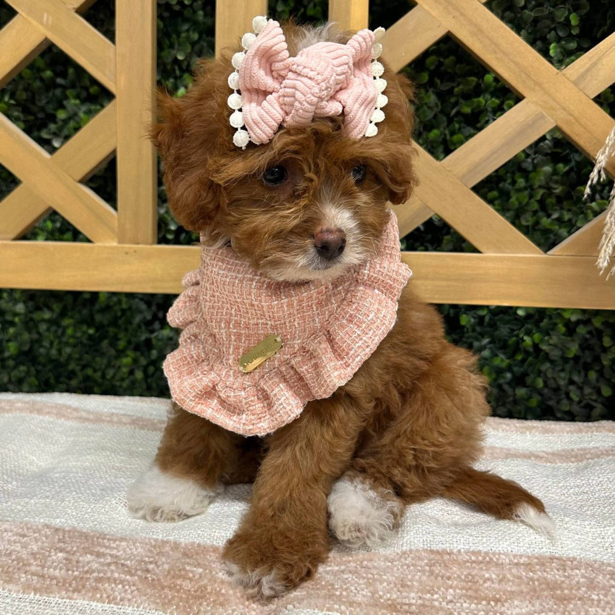 Sunny - Red and White - Mini Goldendoodle - Petite Posh Puppies_SQ